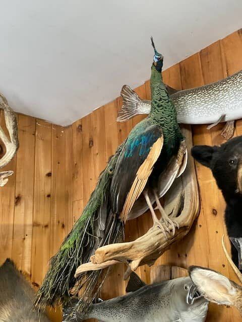 northland-taxidermy-10