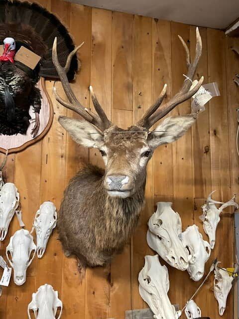 northland-taxidermy-14