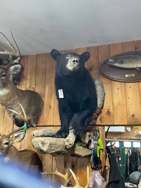 northland-taxidermy-17