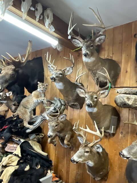 northland-taxidermy-18